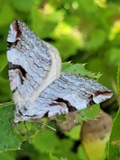 Aplocera praeformata - hegyi csíkosaraszoló