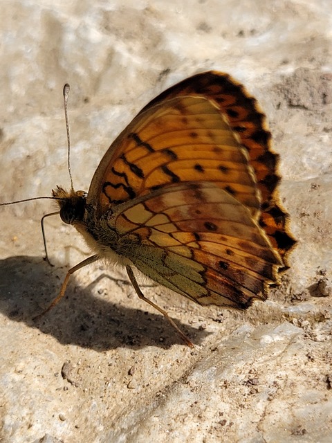 Brenthis daphne - málna-gyöngyházlepke