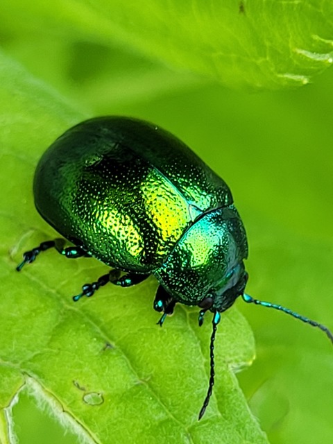 Chrysolina herbacea - zöld mentalevelész