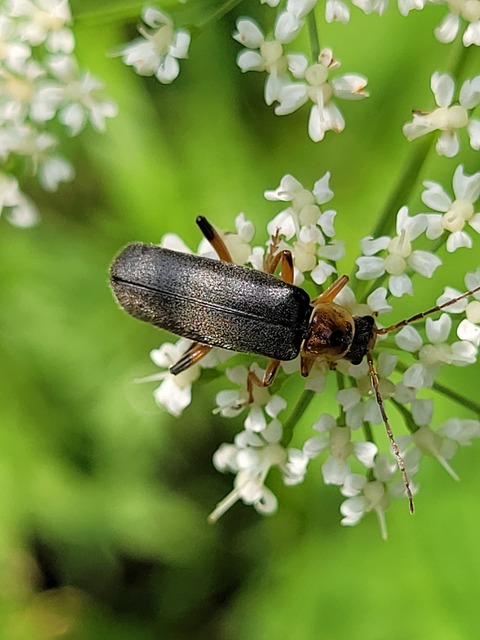 Cantharis nigricans - feketéllő lágybogár