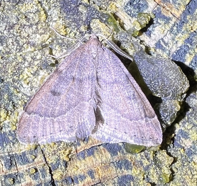 Theria rupicapraria - tavaszi kökényaraszoló