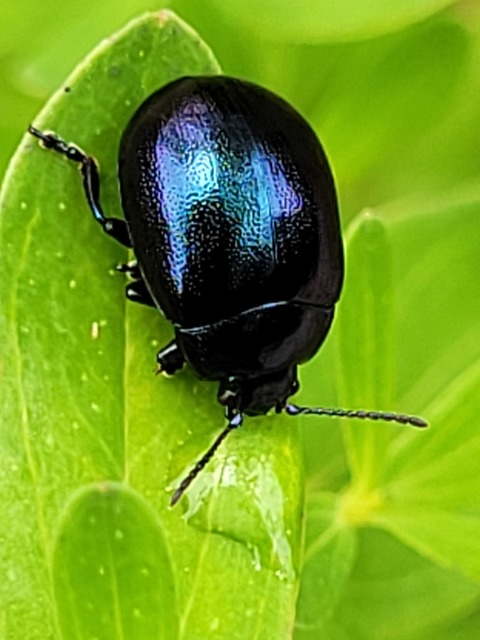 Chrysolina varians - kis orbáncfűlevelész