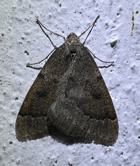 Theria rupicapraria - tavaszi kökényaraszoló