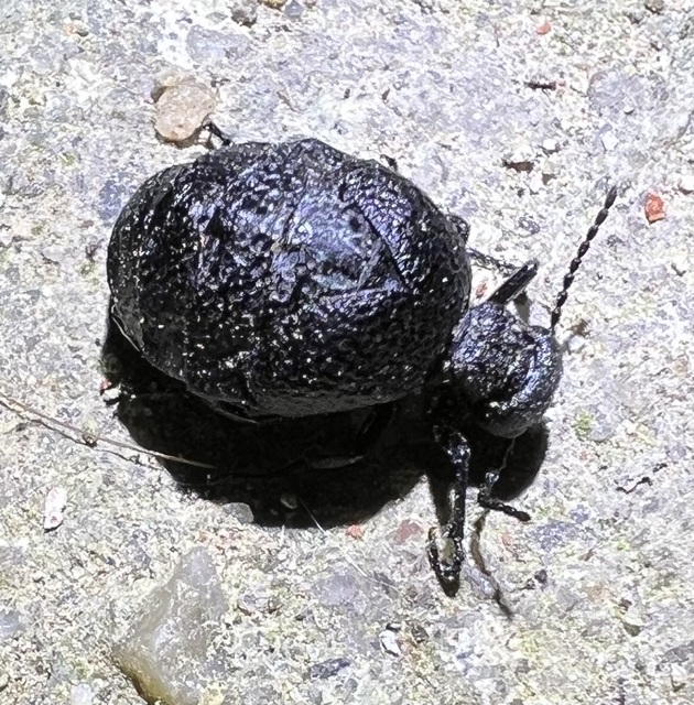Meloe rugosus - ráncos nünüke