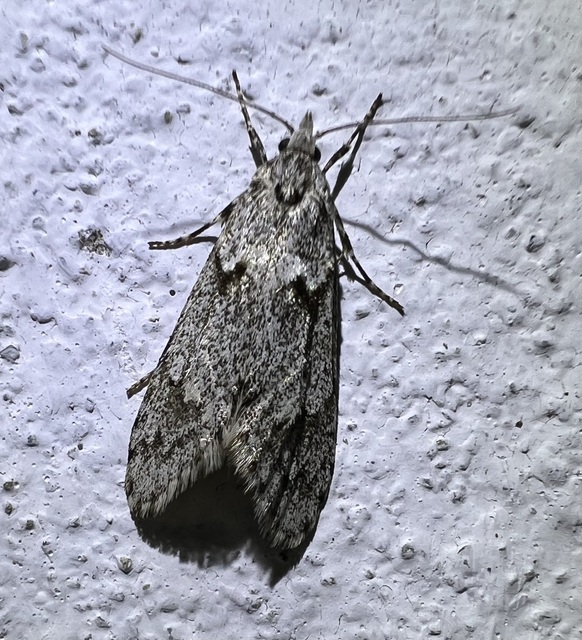 Diurnea fagella - szürke tavaszimoly