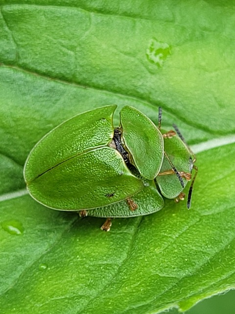 Cassida viridis - zöld pajzsbogár Cassida viridis - zöld pajzsbogár