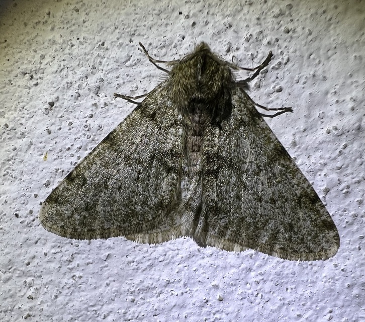 Apocheima pilosaria - zöldes tavasziaraszoló
