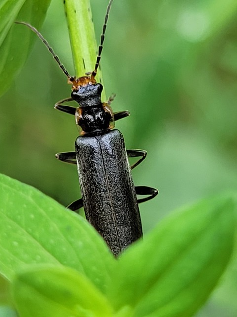 Podabrus alpinus