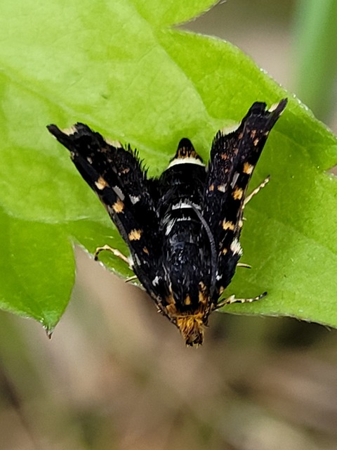 Thyris fenestrella - gyakori ablakosmoly