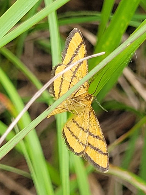 Idaea aureolaria - aranyos sávosaraszoló