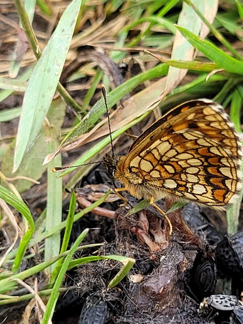 Melitaea aurelia - recés tarkalepke