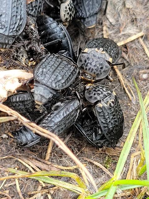 Thanatophilus rugosus - ripacsos dögbogár