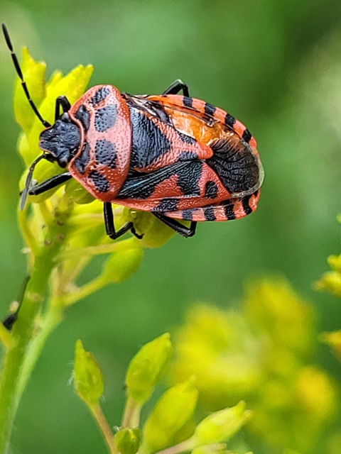 Eurydema ventralis - káposztapoloska