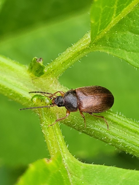 Isomira