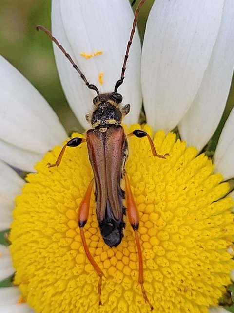 Stenopterus rufus - tarkacsápú keskenyfedőscincér