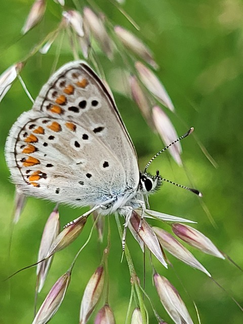 Aricia artaxerxes issekutzi - bükki szerecsenboglárka