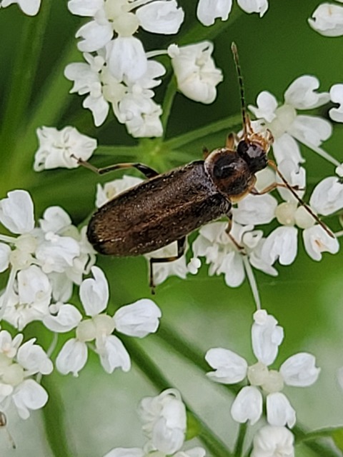 Osphya bipunctata - kétalakú komorka