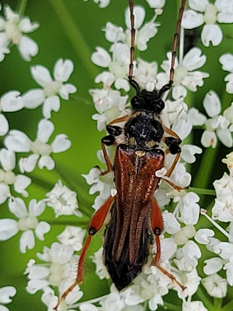 Stenopterus rufus - tarkacsápú keskenyfedőscincér
