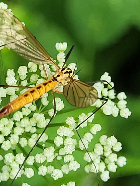 Nephrotoma