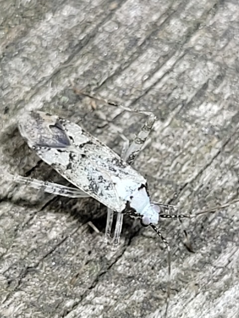 Phytocoris