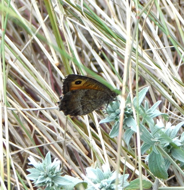 Arethusana arethusa - közönséges szemeslepke