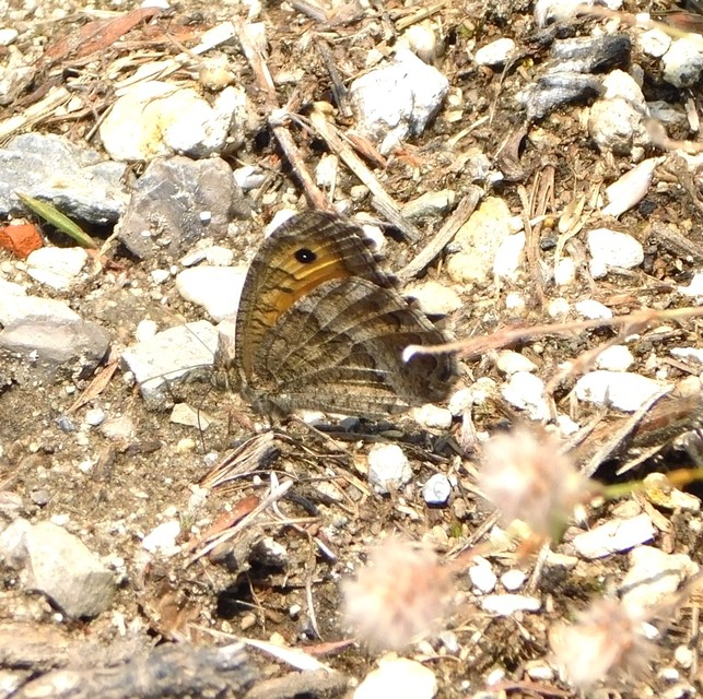 Arethusana arethusa - közönséges szemeslepke