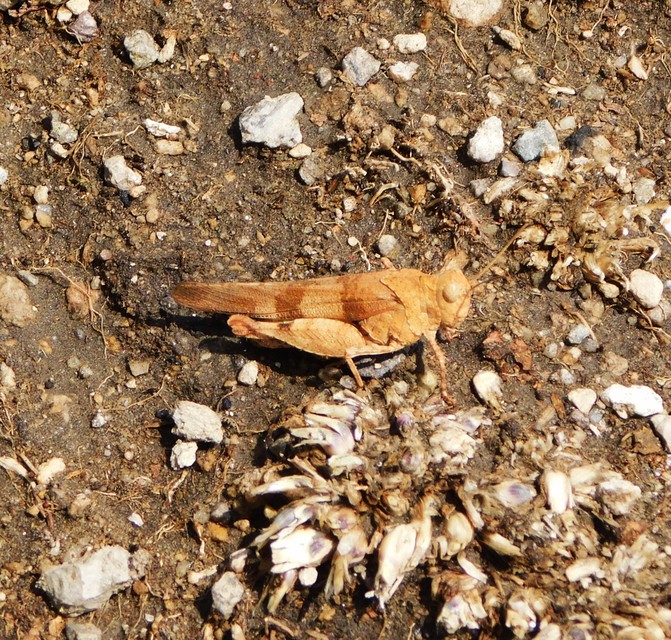Oedipoda caerulescens - kékszárnyú sáska