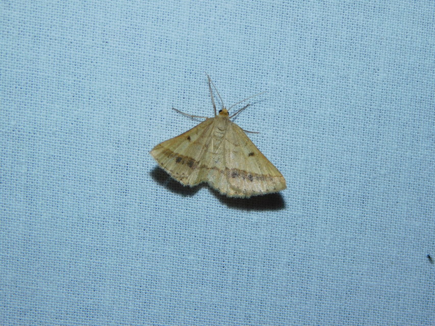 Tephrina arenacearia - lucerna-araszoló