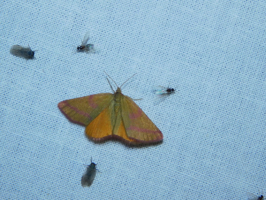 Lythria purpuraria - bíborsávos araszoló
