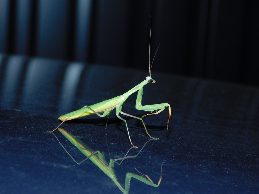 Mantis religiosa - imádkozósáska