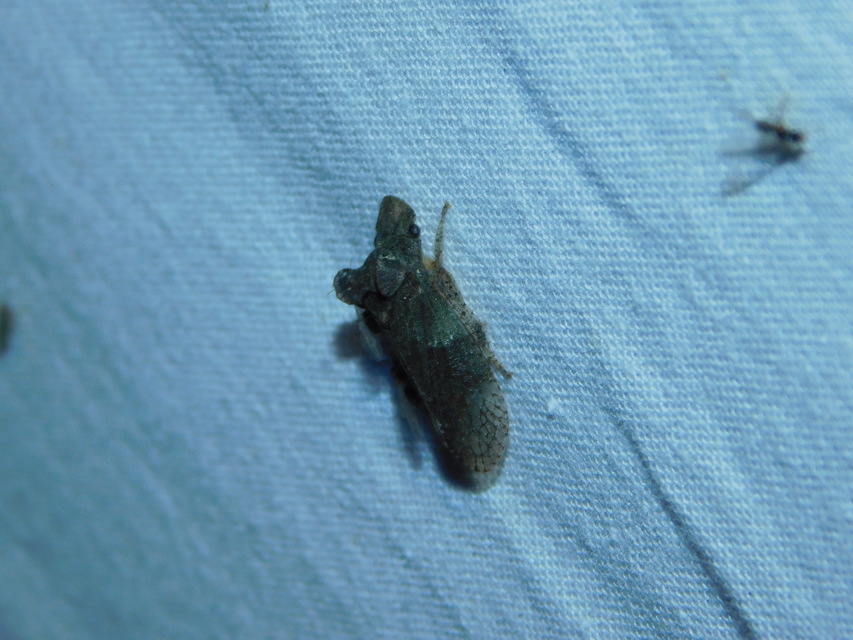 Ledra aurita - füleskabóca