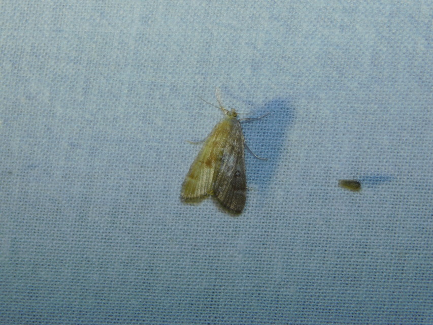 Parapoynx stratiotata - közönséges vízimoly
