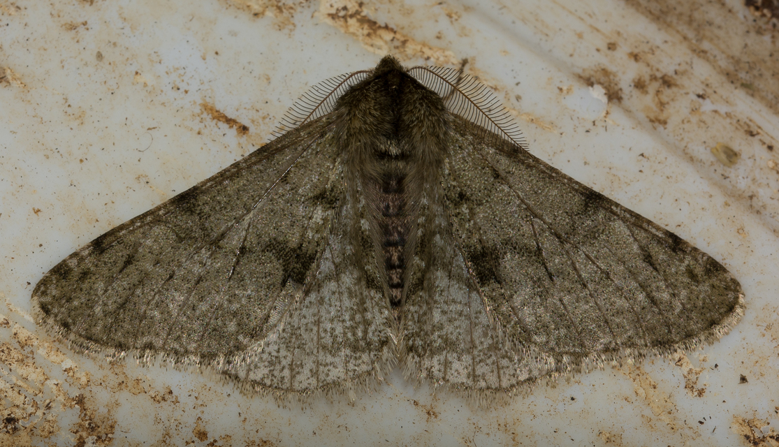 Apocheima pilosaria - zöldes tavasziaraszoló