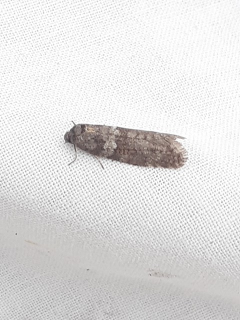 Tortricodes alternella - tavaszi sodrómoly