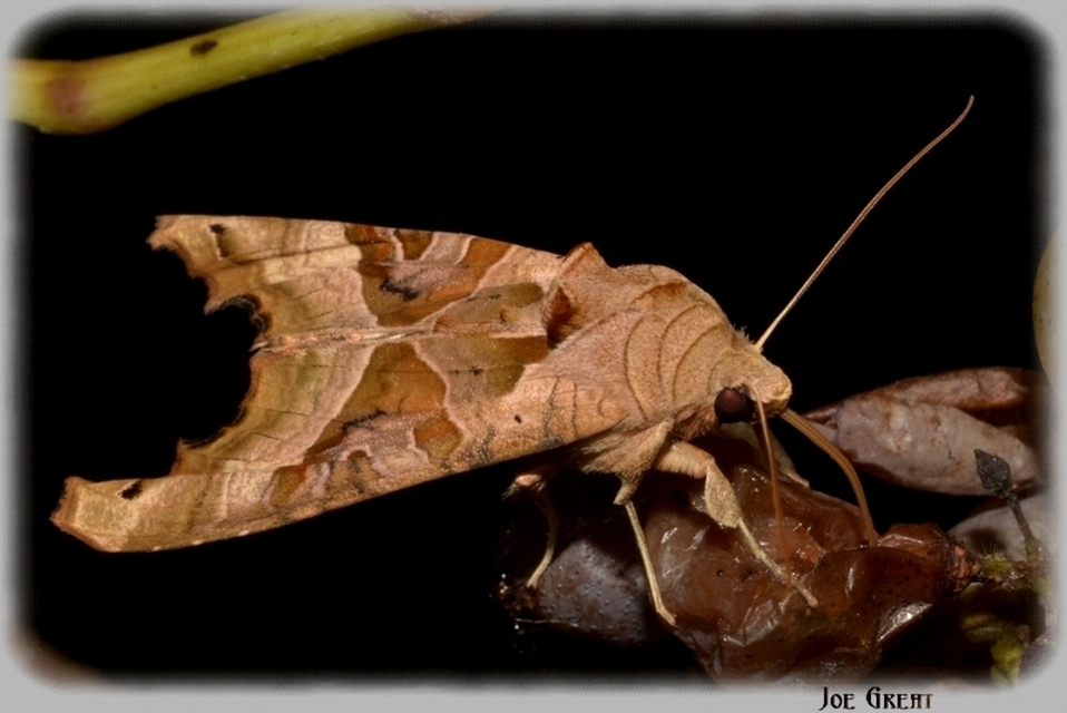 Phlogophora meticulosa - vándorló csipkésbagoly
