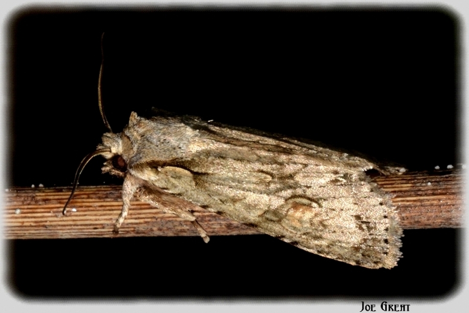 Lithophane ornitopus - közönséges fabagoly