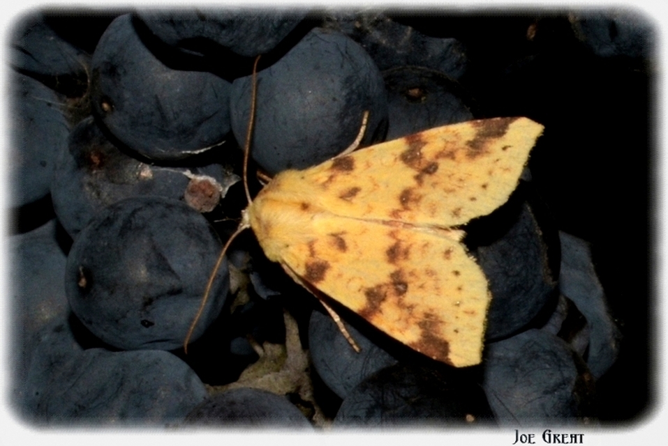 Cirrhia icteritia - nyárfa-sárgabagoly