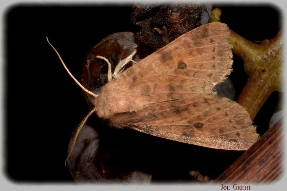 Cirrhia ocellaris - fakó sárgabagoly