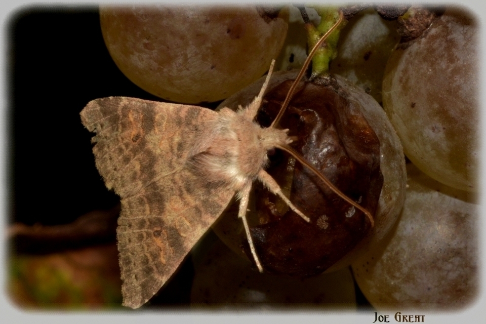 Cirrhia gilvago/ocellaris