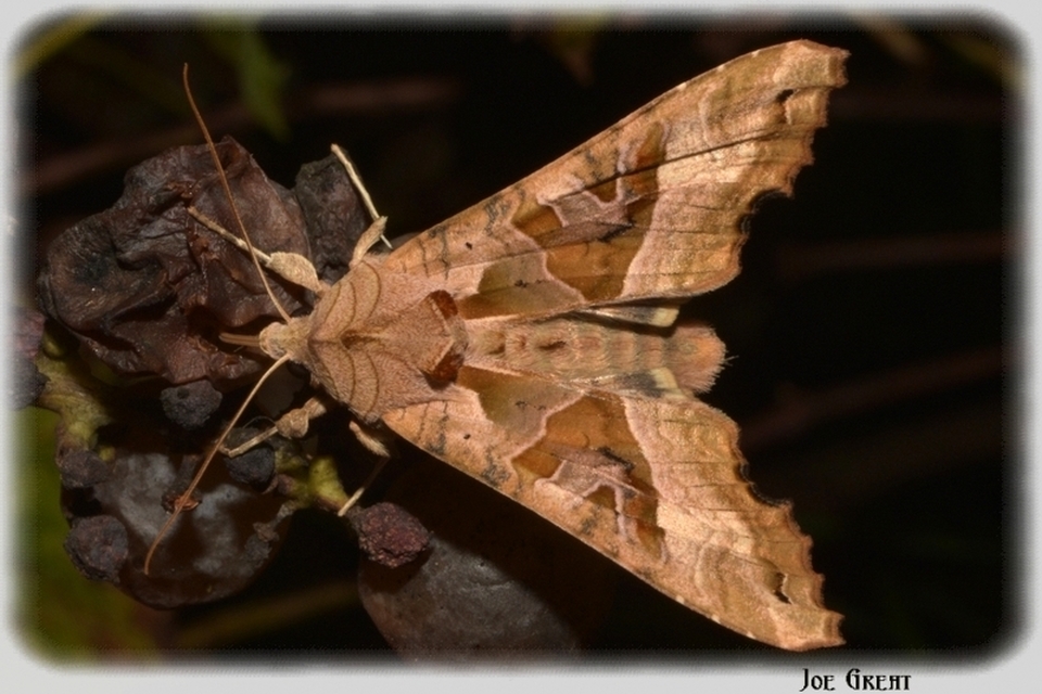 Phlogophora meticulosa - vándorló csipkésbagoly