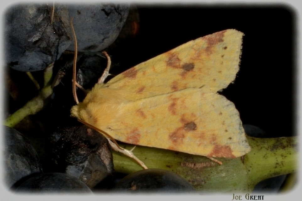 Cirrhia icteritia - nyárfa-sárgabagoly