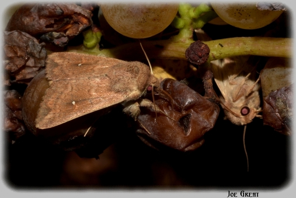Mythimna albipuncta - fehérpettyes rétibagoly