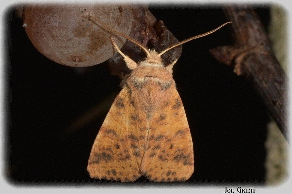 Cirrhia gilvago - foltos sárgabagoly