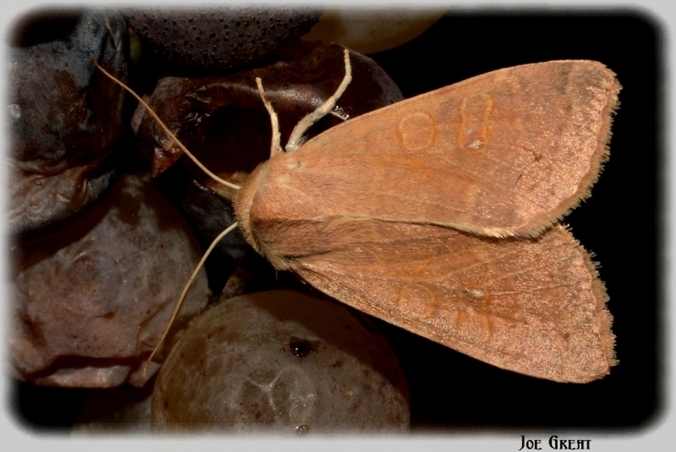Cirrhia ocellaris - fakó sárgabagoly