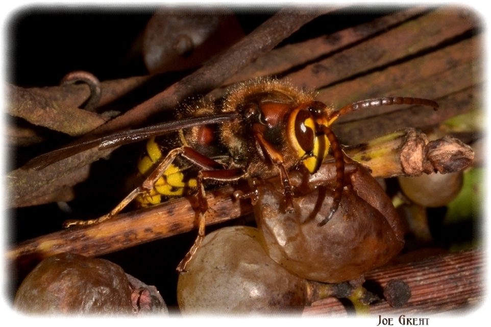 Vespa crabro - lódarázs