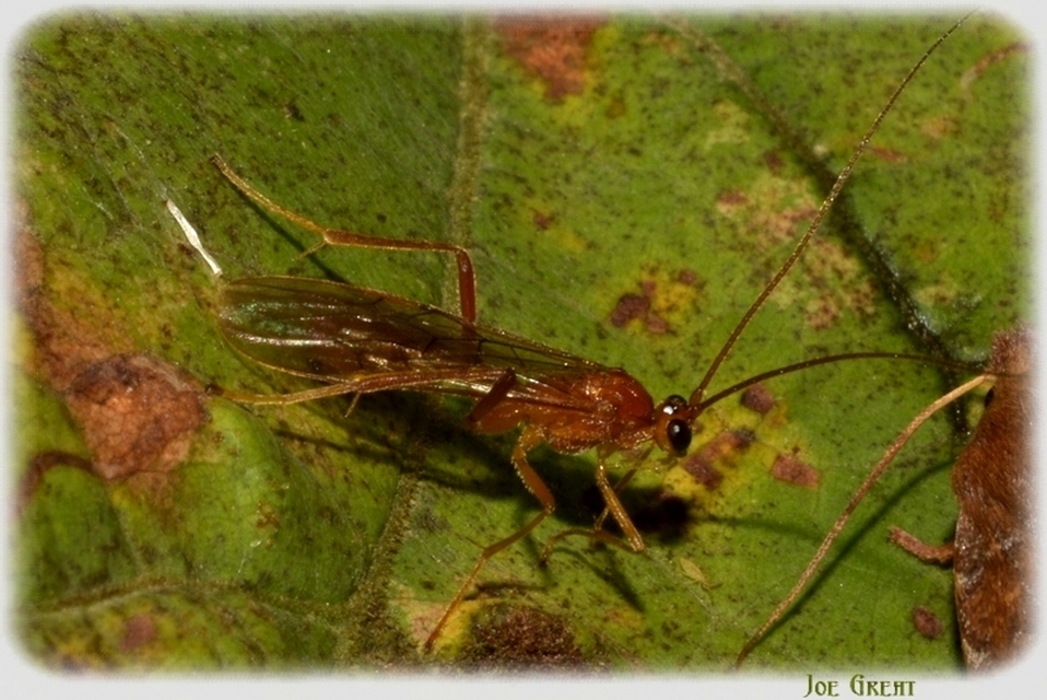 Hymenoptera - Hártyásszárnyúak