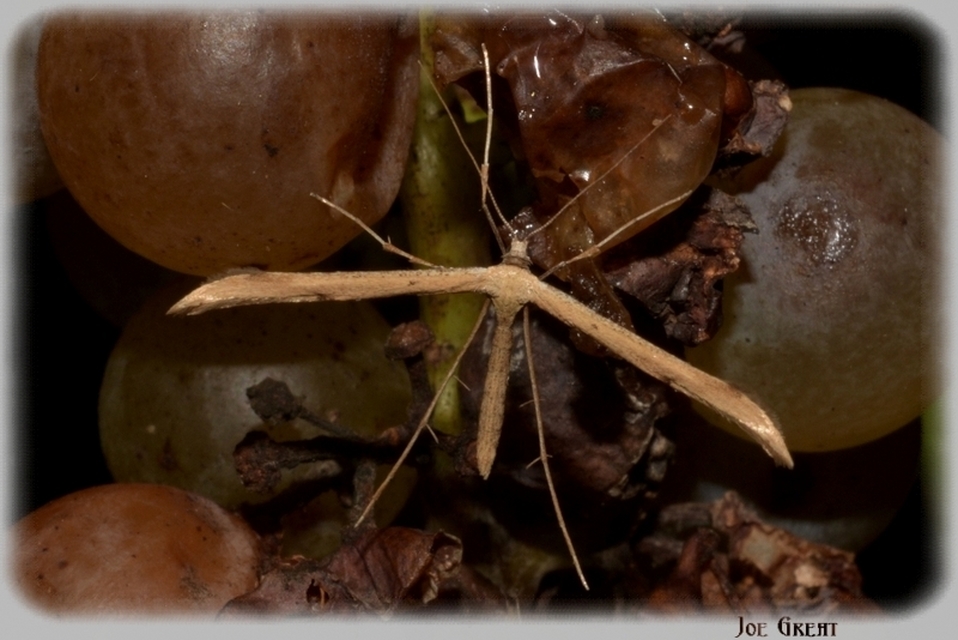 Pterophoridae - tollasmolyfélék