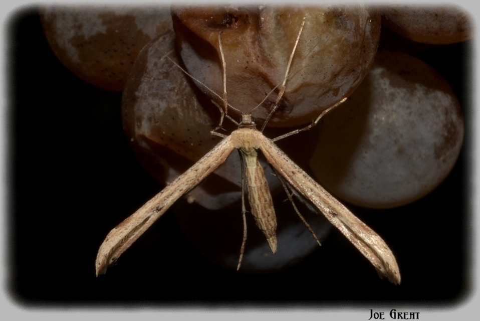 Pterophoridae - tollasmolyfélék