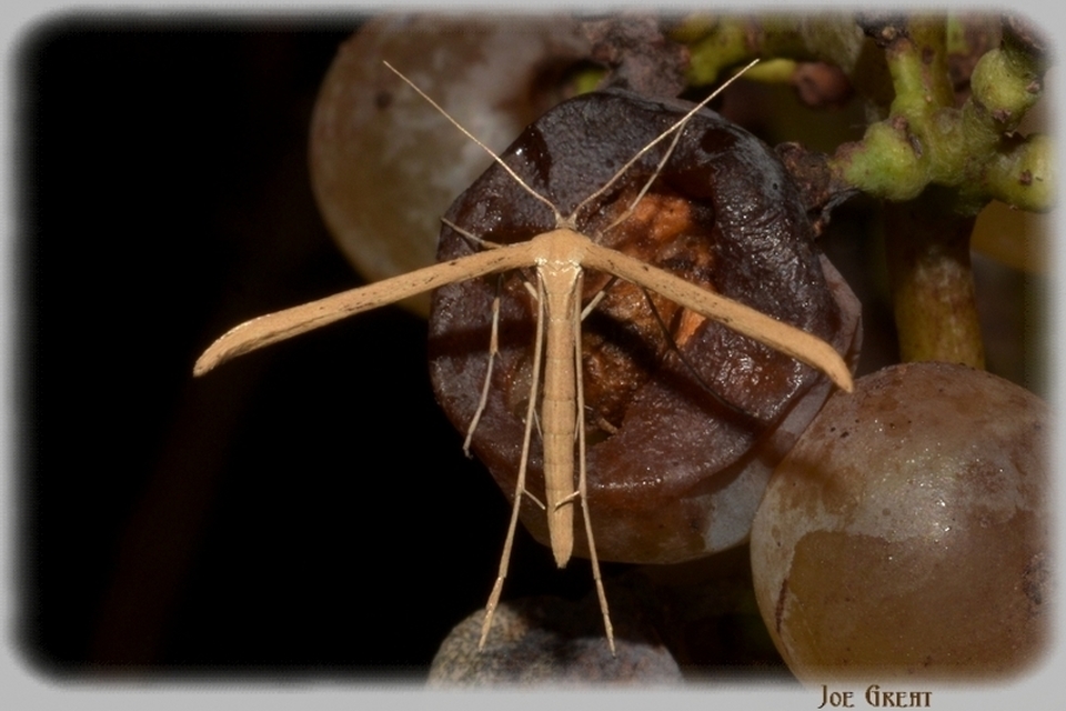 Pterophoridae - tollasmolyfélék