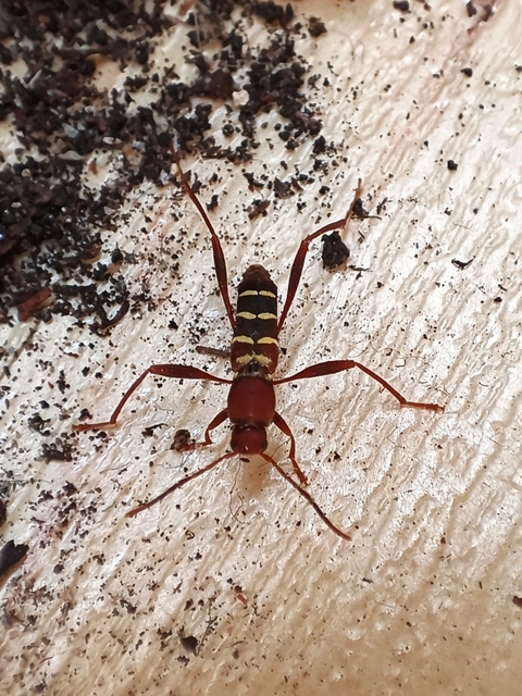 Neoclytus acuminatus - amerikai darázscincér